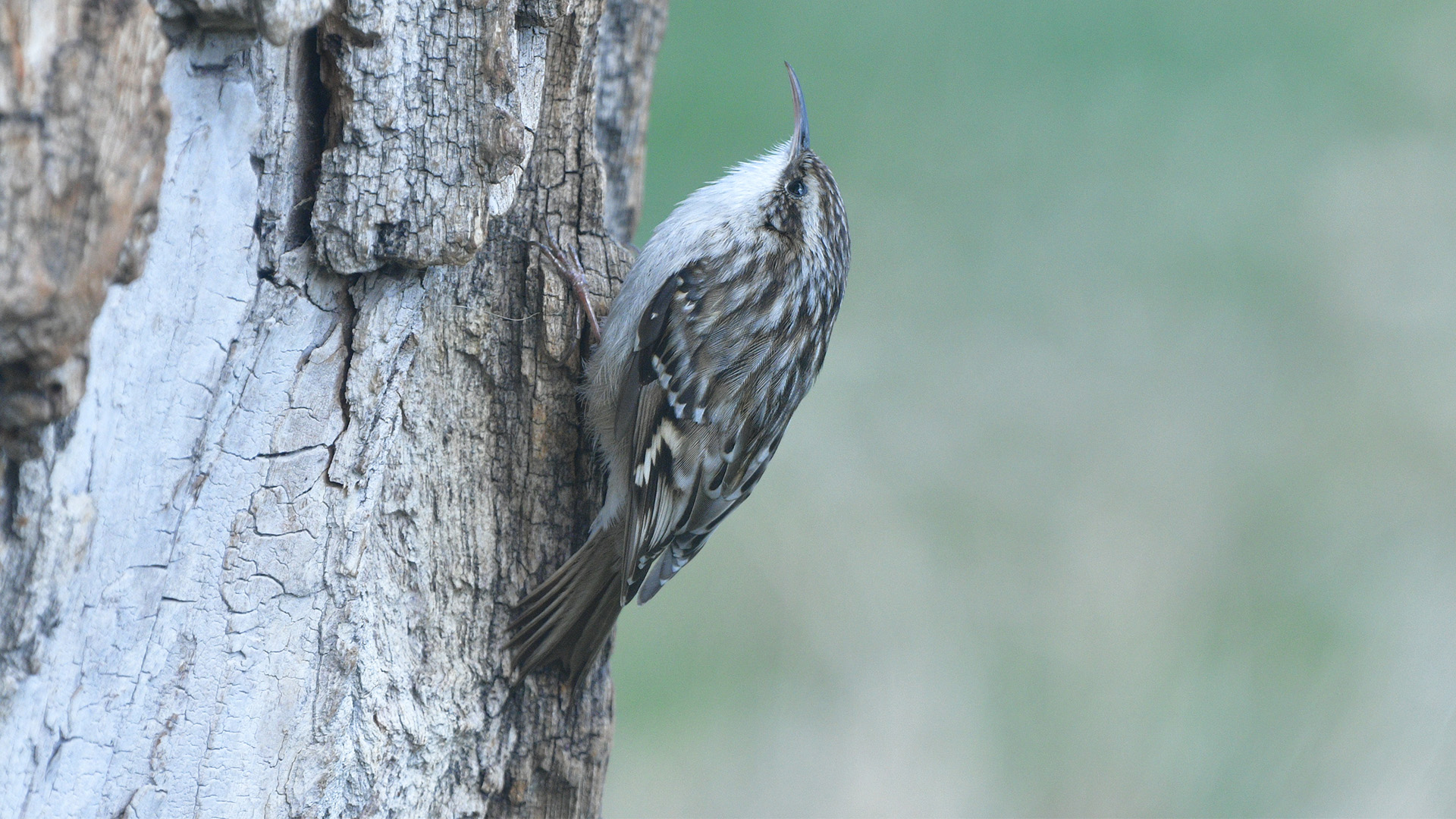Short-toed Treecreeper